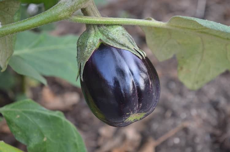 eggplant-is-very-beneficial-for-our-skin