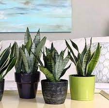 These plants planted at home increase the beauty and control pollution, this plant is like an air purifier.