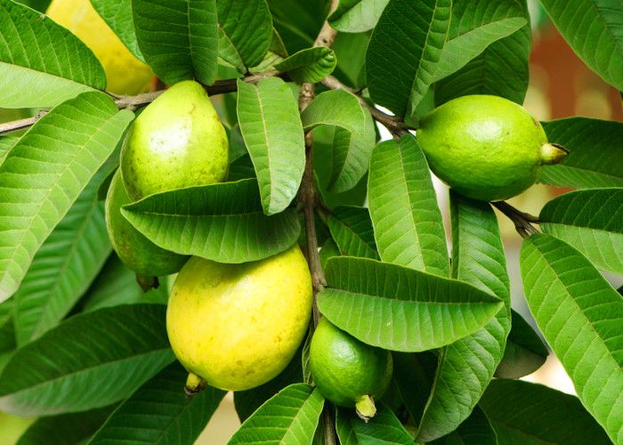 Guava leaves get rid of these problems, know its benefits