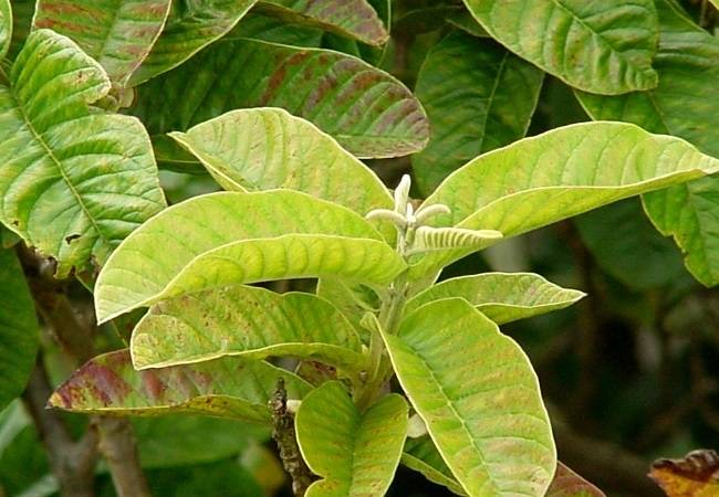 Guava leaves are so beneficial that, till date, no one would have thought even in their dreams.