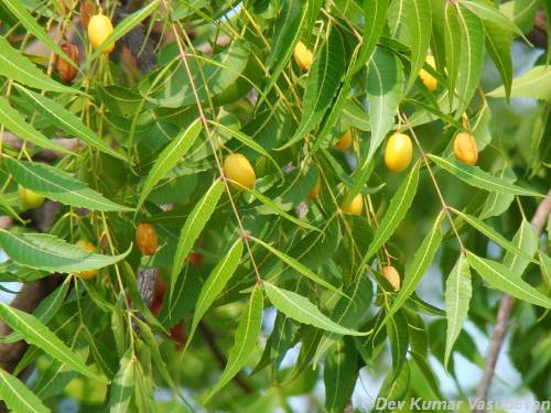 Medicinal properties and uses of neem, know what is it