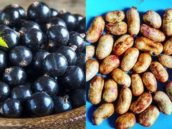 By eating the kernels of jamun every morning, it gets eradicated from the root, these 3 serious diseases