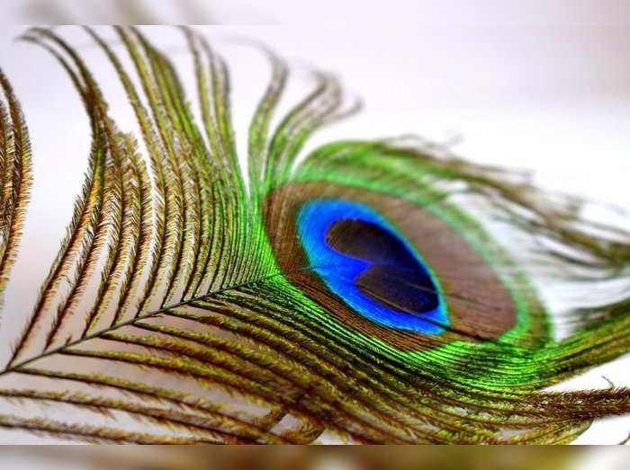 The miraculous remedies of peacock feathers also provide freedom from the shadow of Rahu along with Vastu defects