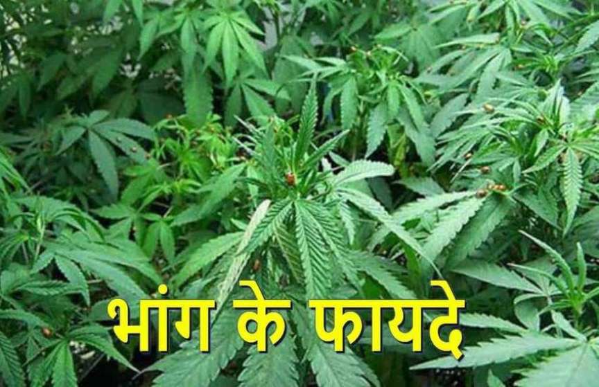 Men do you know what are the advantages and disadvantages of drinking cannabis, if you do not know then know