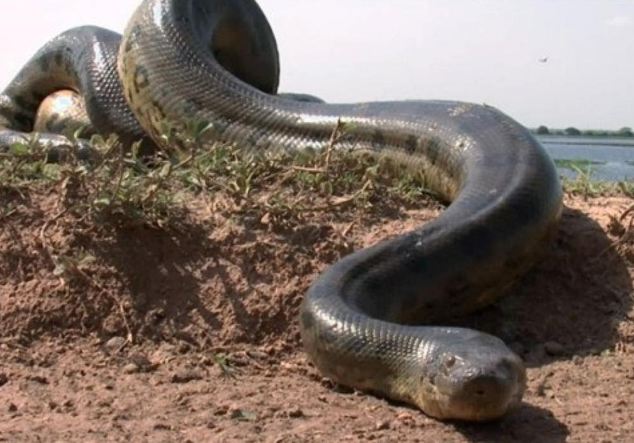 Largest snake python, world's largest snake found on Amazon river