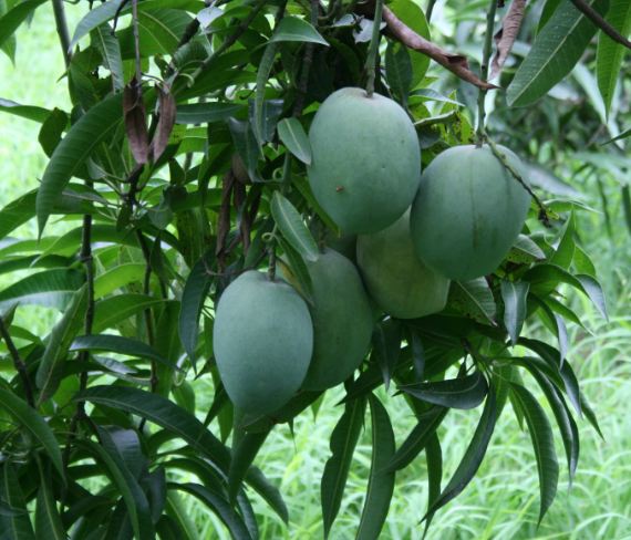 Mango leaves have tremendous power, eliminate serious and serious diseases from the root