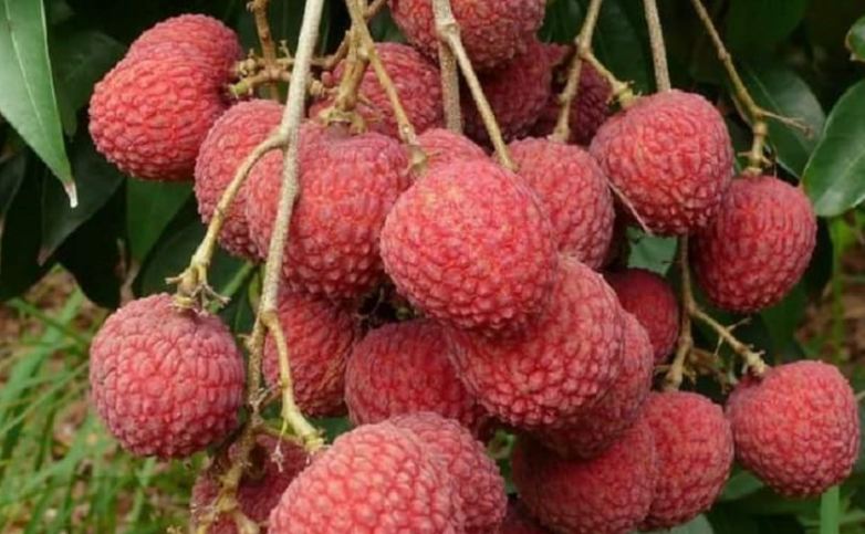 The secret of beauty is hidden in litchi, which not everyone knows