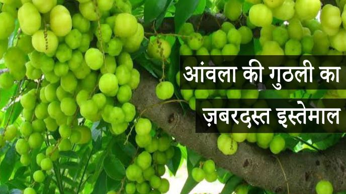 There is a medicine for every merge, gooseberry seeds health benefits