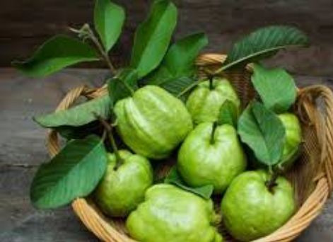 by-eating-guava-dangerous-diseases-like-cancer-must-be-included-in-lunch अमरूद