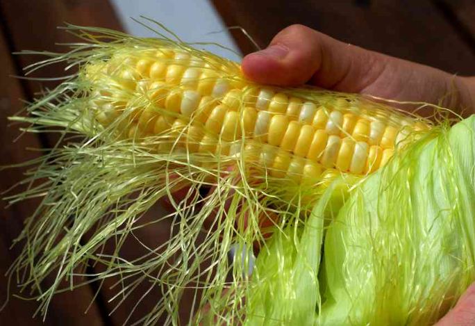 corn-corn-hair-gives-amazing-benefits-you-will-be-surprised-to-know मकई कॉर्न के बाल