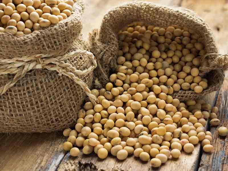 Soybean Market Price: Soybean Selling?, Know the current market price of soybean, then plan the sale