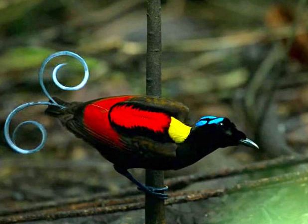 do-you-know-about-this-multicolored-bird-it-is-also-seen-in-gardens-and-orchards पक्षी