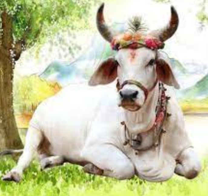 the-cow-gohri-tradition-ends-and-everyone-returns-to-their-destination-a-unique-tribal गाय गोहरी -tradition