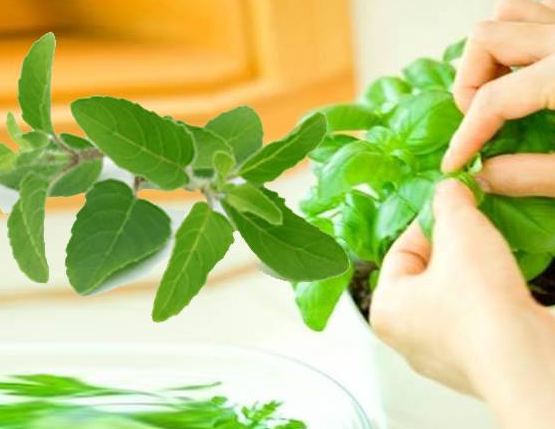 the-miraculous-properties-and-health-benefits-of-tulsi-which-are-extremely-beneficial-in अत्यंत फायदेमंद -your-daily-life