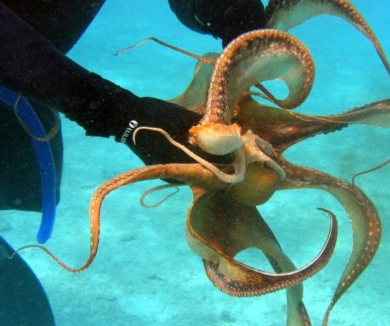 the-strangest-unique-sea-creatures-of-the-world-that-you-will-never-see अजीबोगरीब