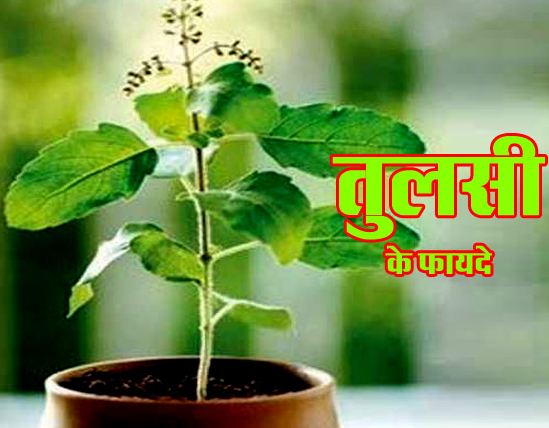 tulsi-leaves-are-a-boon-for-patients-suffering-from-migraine माइग्रेन से पीड़ित