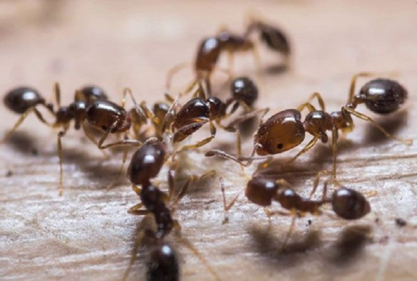 If ants suddenly leave the house, then these 3 incidents can happen in the house in future