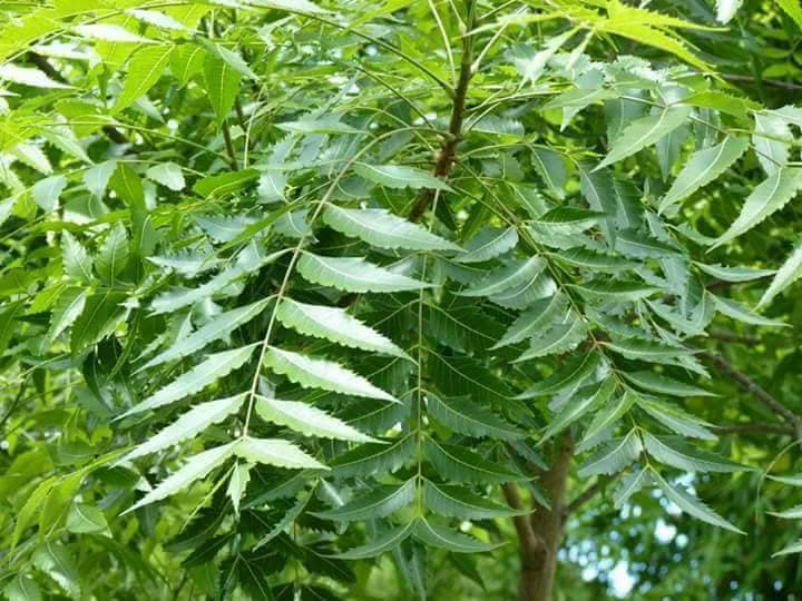 Consuming neem juice on an empty stomach every morning will not cause this disease