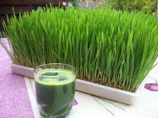 Bermuda grass cures these diseases, know health benefits