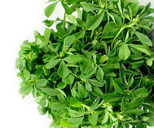 fenugreek-leaves-are-a-panacea-for-the-health-of-both-women-or-men