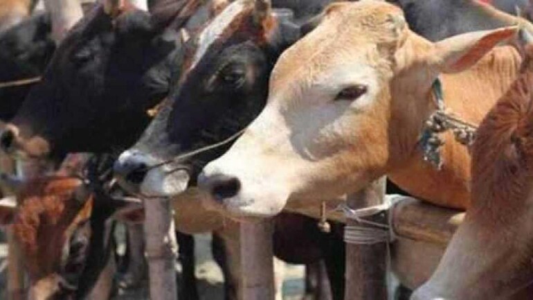 two-cattle-smugglers-including-cattle-arrested