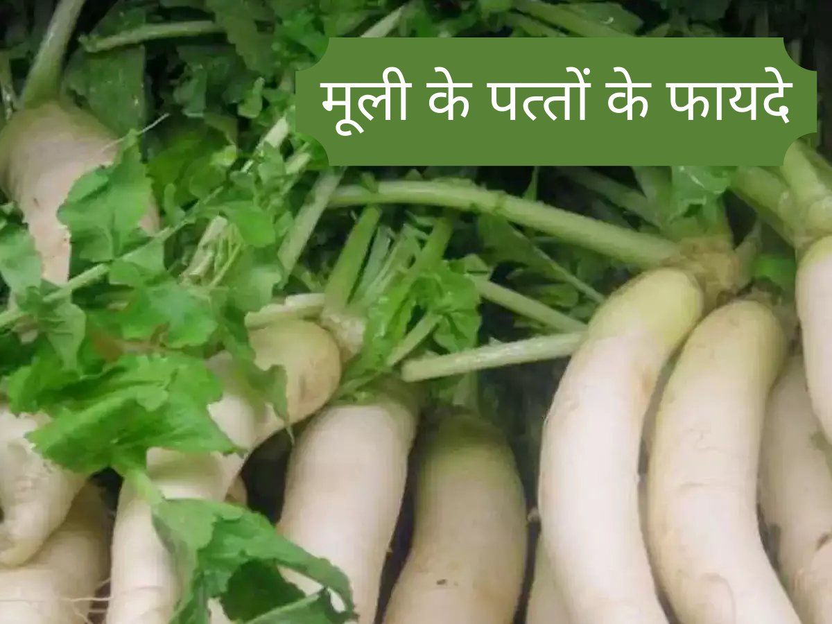 Have to make it in winter to keep health and health, then do it right then consume juice of radish leaves, then see its benefits