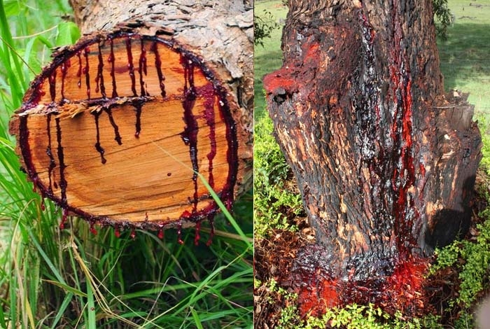 The painful story of a tree that you have never heard A tree that starts bleeding like a human when it is cut